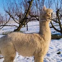 Alpaca Huacaya