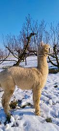 Alpaca Huacaya