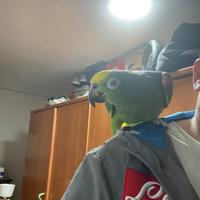 Pappagallo allevato a mano