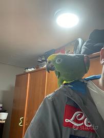 Pappagallo allevato a mano