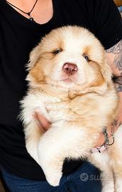 Cucciolo Red Merle pastore australiano