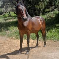 Stallone sanfratellano