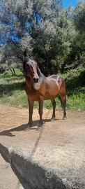 Stallone sanfratellano