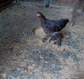Galline bramha
