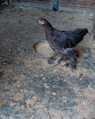 Galline bramha