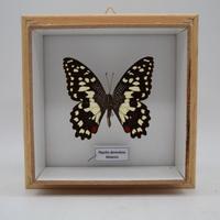 Quadro farfalla tropicale