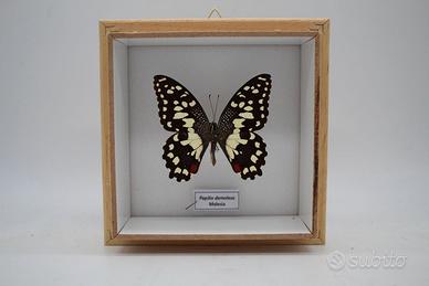 Quadro farfalla tropicale