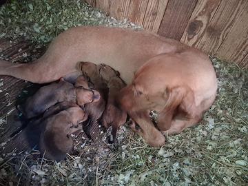 Cuccioli di Segugio italiano