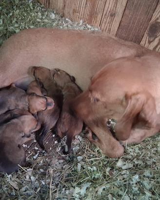 Cuccioli di Segugio italiano