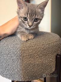 British Scottish Fold