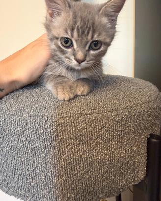 British Scottish Fold