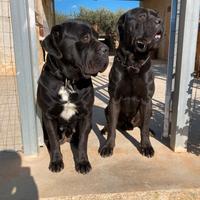 Cuccioli di cane corso