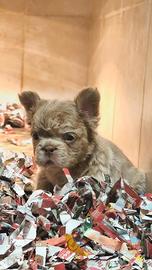 Cuccioli bulldog francese