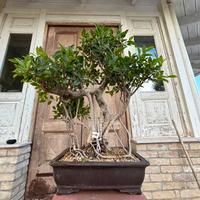 Bonsai ficus retusa altezza 75 cm