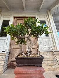 Bonsai ficus retusa altezza 75 cm