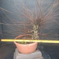 pre bonsai olmo