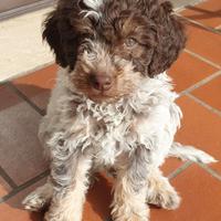 Lagotto Romagnolo