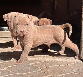 American pitbull terrier ukc red nose