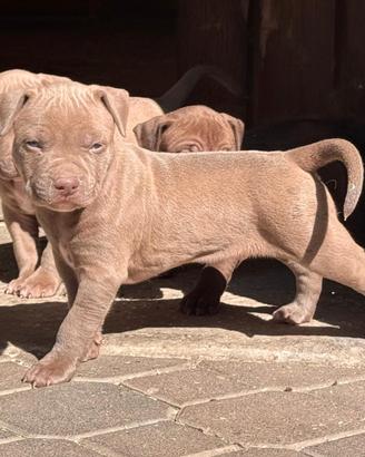 American pitbull terrier ukc red nose