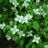 Pianta philadelphus coronarius fiore d’angelo
