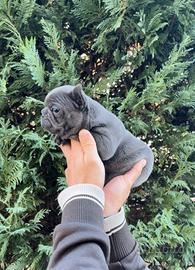 Buldog  francese 