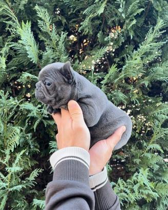 Buldog  francese 