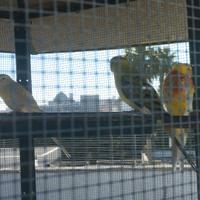 Parrocchetti dal groppone rosso