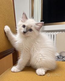 Cucciola Ragdoll