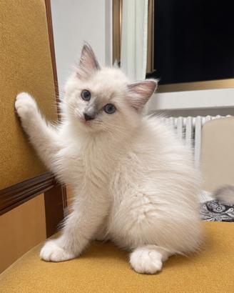 Cucciola Ragdoll
