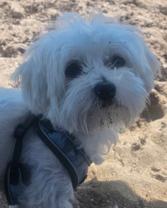 Maltese toy disponibile per accoppiamento