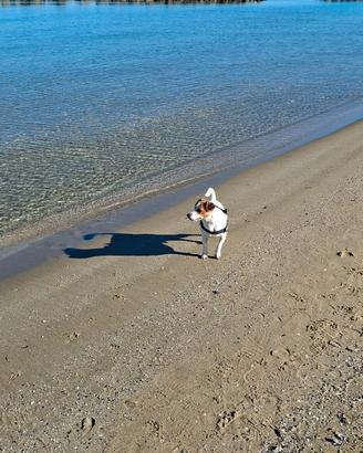 Jack russell