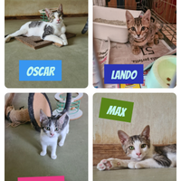 Meravigliosi gattini d 3 mesi