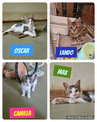 Meravigliosi gattini d 3 mesi