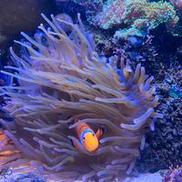 Coralli molli - Discosomi rodactis sarcophiton