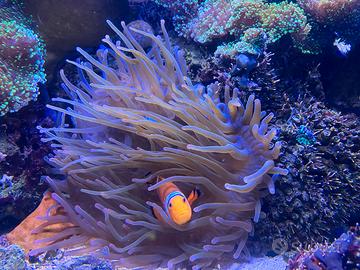 Coralli molli - Discosomi rodactis sarcophiton