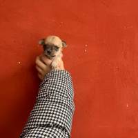 Chihuahua mini