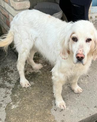 Liz 14 anni setter inglese