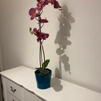 Orchidea sempreverde con vaso di design