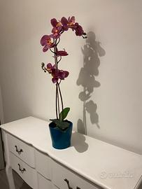 Orchidea sempreverde con vaso di design