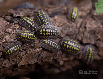 Armadillidium gestroi