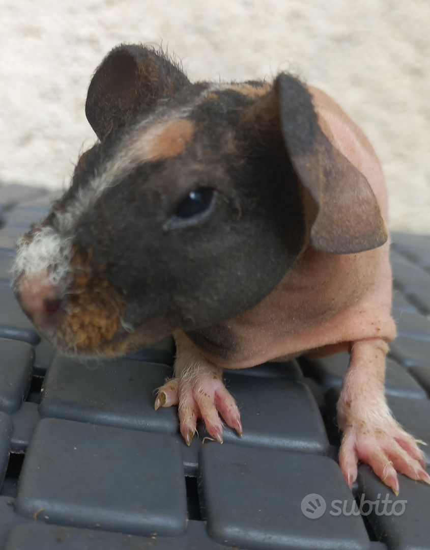 Cavia Skinny o cavia nuda - Animali In vendita a Catanzaro