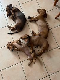 Cuccioli di bassotto