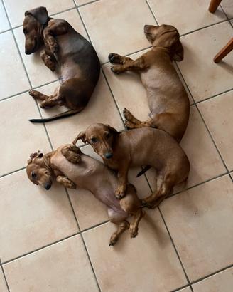 Cuccioli di bassotto