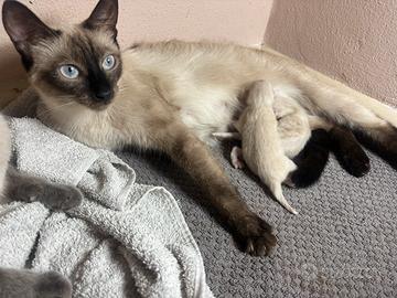 Gattini seal point belli e affettuosi
