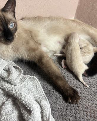 Gattini seal point belli e affettuosi