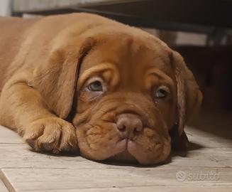Cuccioli Dogue de Bordeaux
