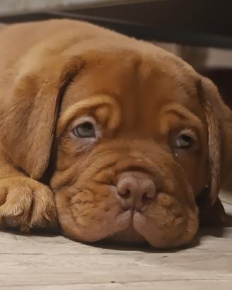 Cuccioli Dogue de Bordeaux