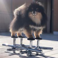 Attrezzo professionale per l’esposizione canina.