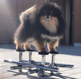 Attrezzo professionale per l’esposizione canina.