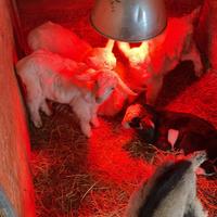 Capretti maschi di Saanen e Murciane